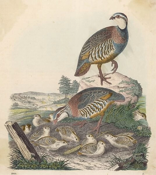 Partridges 1860