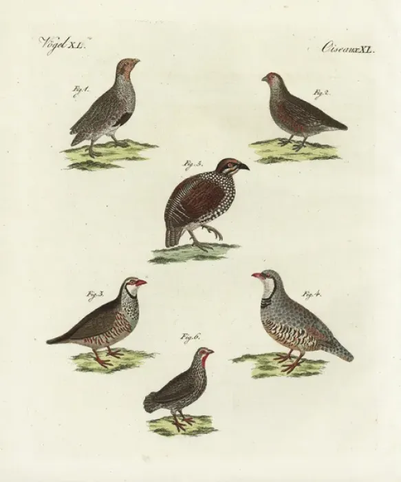 Framed Print : Partridges, francolin and red-necked spurfowl Framed Print : Partridges, francolin and red-necked spurfowl