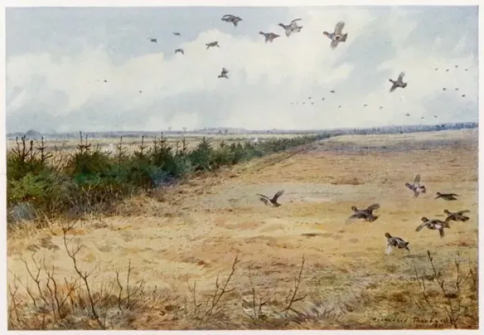 Framed Print : Partridges Sandringham Framed Print : Partridges Sandringham