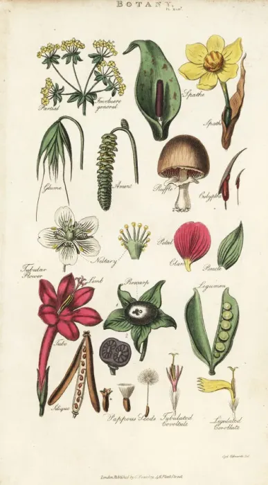 Framed Print : Parts of flowers including petal, nectary Framed Print : Parts of flowers including petal, nectary