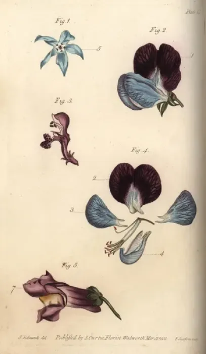Framed Print : Parts of fructification in borage 1, pea 2 Framed Print : Parts of fructification in borage 1, pea 2