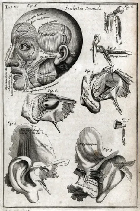 Framed Print : Parts of the head Framed Print : Parts of the head