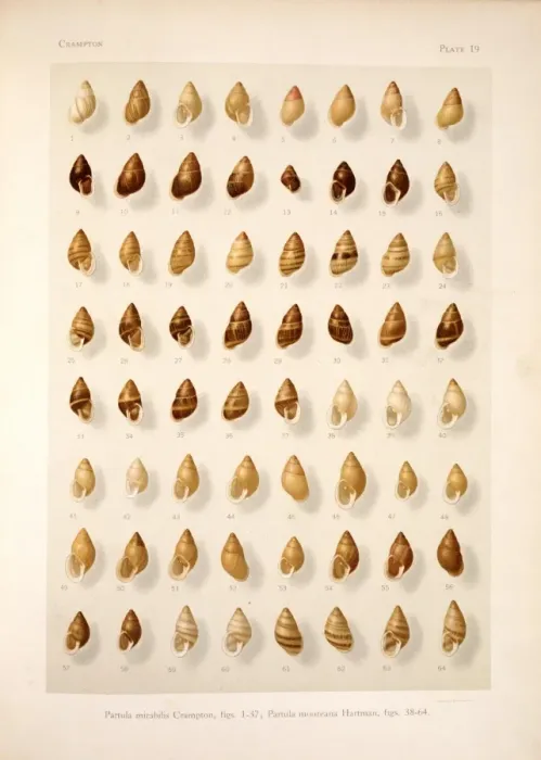 Framed Print : Partula mirabilis, P. mooreana, French Polynesian tree snai Framed Print : Partula mirabilis, P. mooreana, French Polynesian tree snai