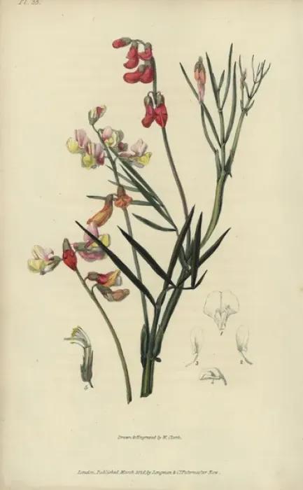 Framed Print : Party coloured bittervetch, Lathyrus pannonicus Framed Print : Party coloured bittervetch, Lathyrus pannonicus
