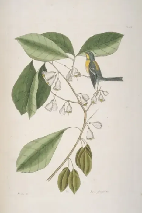 Framed Print : Parula americana, northern parula Framed Print : Parula americana, northern parula