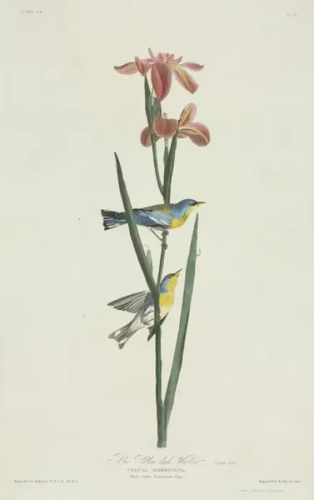 Framed Print : Parula americana, northern parula Framed Print : Parula americana, northern parula