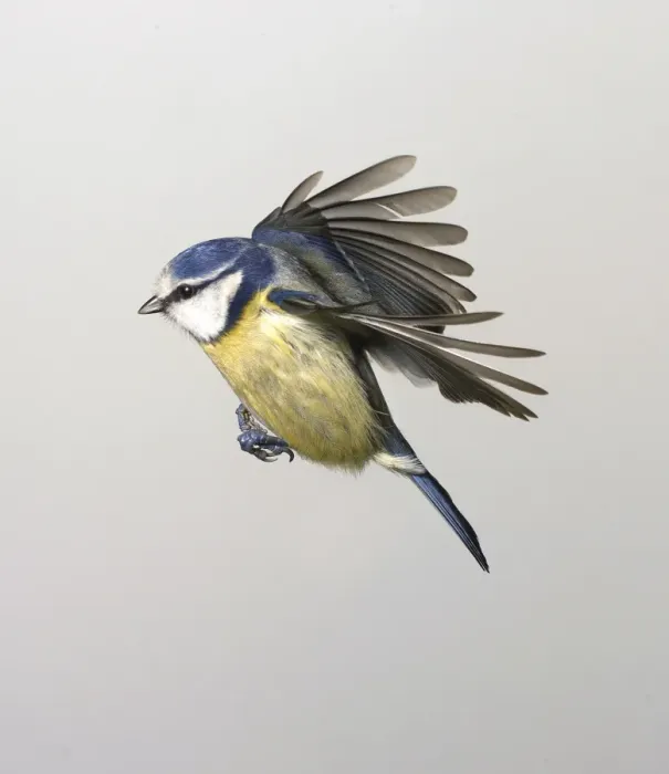 Framed Print : Parus caeruleus, blue tit Framed Print : Parus caeruleus, blue tit