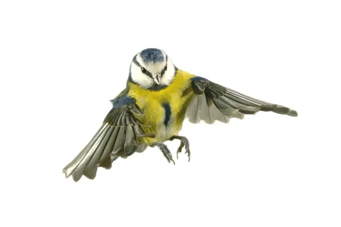 Framed Print : Parus caeruleus, blue tit Framed Print : Parus caeruleus, blue tit