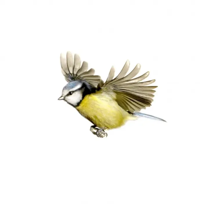 Framed Print : Parus caeruleus, blue tit Framed Print : Parus caeruleus, blue tit