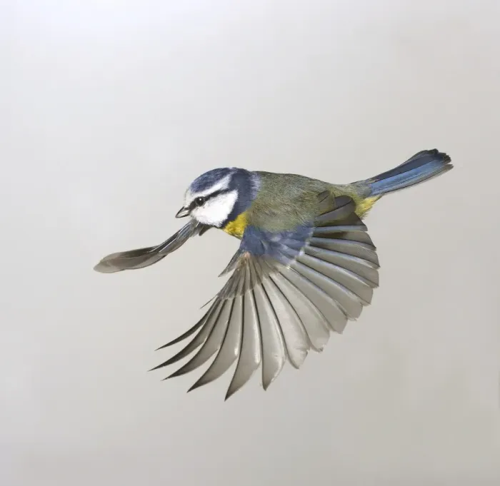 Framed Print : Parus caeruleus, blue tit Framed Print : Parus caeruleus, blue tit