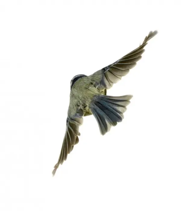 Framed Print : Parus caeruleus, blue tit Framed Print : Parus caeruleus, blue tit
