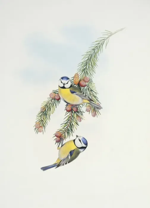 Framed Print : Parus caeruleus, blue tit Framed Print : Parus caeruleus, blue tit