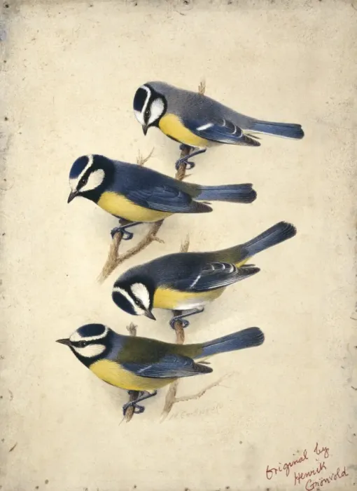Framed Print : Parus caeruleus, blue tits (subspecies from the Canary Islan Framed Print : Parus caeruleus, blue tits (subspecies from the Canary Islan