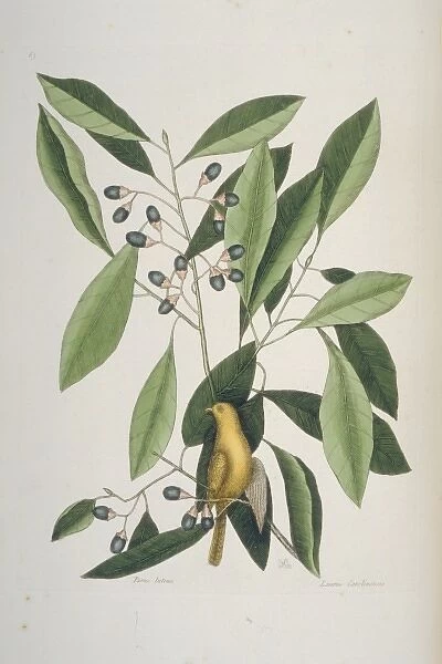 Parus carolinensis, Carolina chickadee