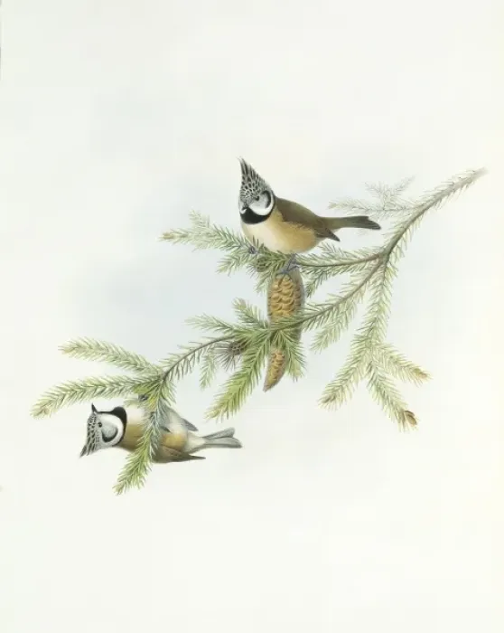 Framed Print : Parus cristatus, crested tit Framed Print : Parus cristatus, crested tit