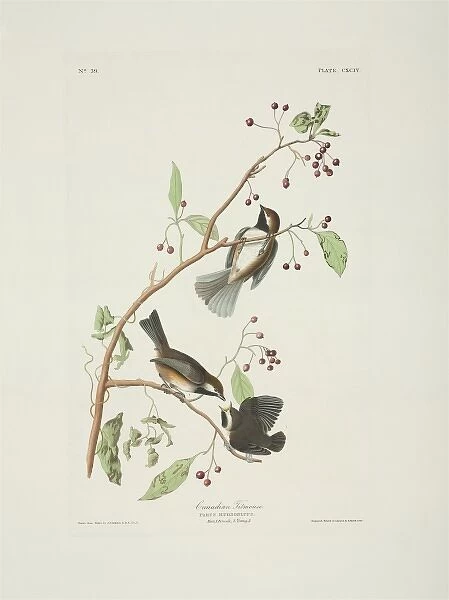 Parus hudsonicus, boreal chickadee