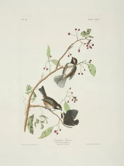 Framed Print : Parus hudsonicus, boreal chickadee Framed Print : Parus hudsonicus, boreal chickadee