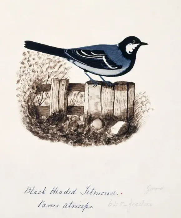 Framed Print : Parus major, great tit Framed Print : Parus major, great tit