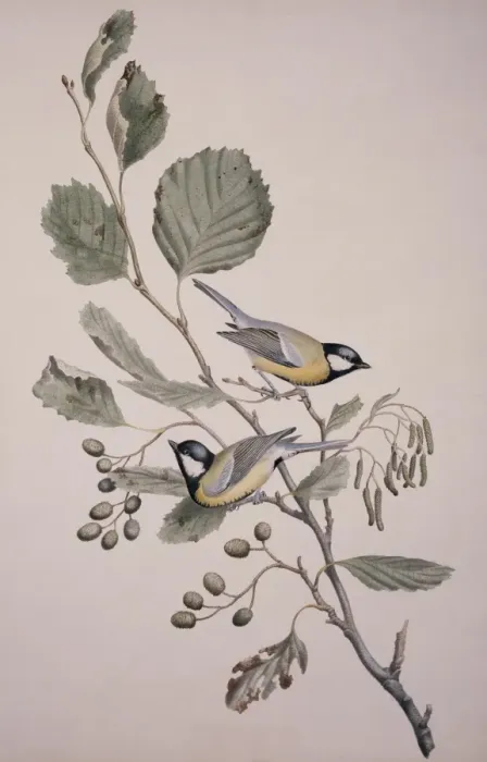 Framed Print : Parus major, great tit Framed Print : Parus major, great tit