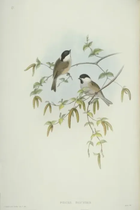 Framed Print : Parus palustris, marsh tit Framed Print : Parus palustris, marsh tit