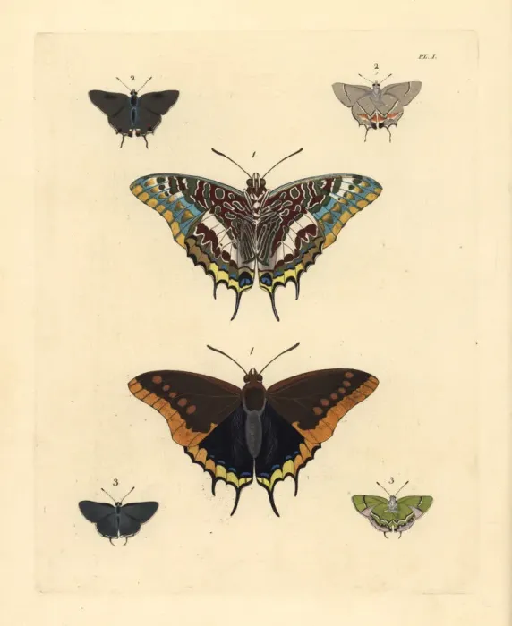 Framed Print : Pasha and hairstreak butterflies Framed Print : Pasha and hairstreak butterflies
