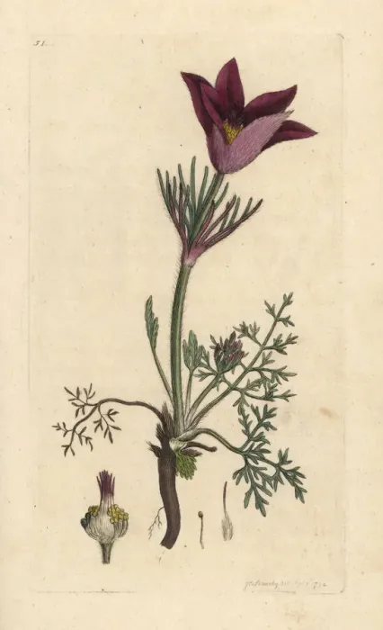 Framed Print : Pasqueflower, Anemone pulsatilla Framed Print : Pasqueflower, Anemone pulsatilla