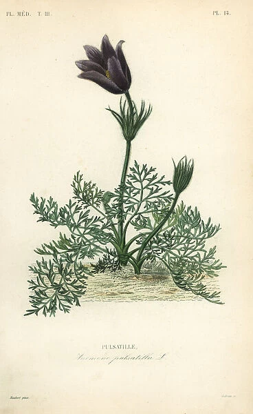 Pasqueflower or Danes blood, Anemone