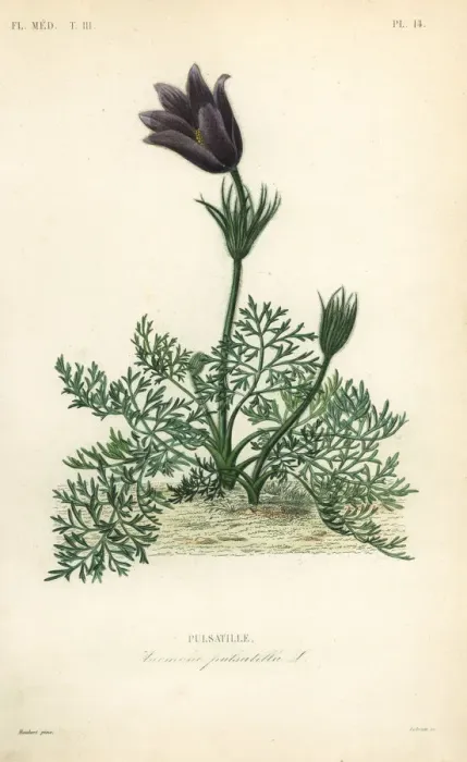 Framed Print : Pasqueflower or Danes blood, Anemone Framed Print : Pasqueflower or Danes blood, Anemone
