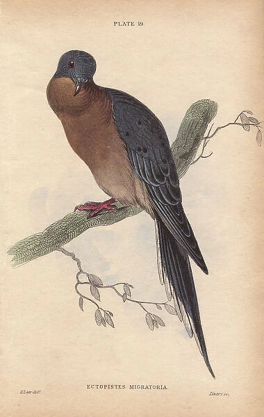Passenger pigeon, Ectopistes migratorius, extinct