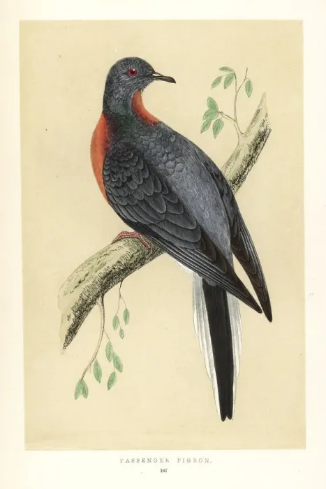 Framed Print : Passenger pigeon, Ectopistes migratorius. Extinct Framed Print : Passenger pigeon, Ectopistes migratorius. Extinct