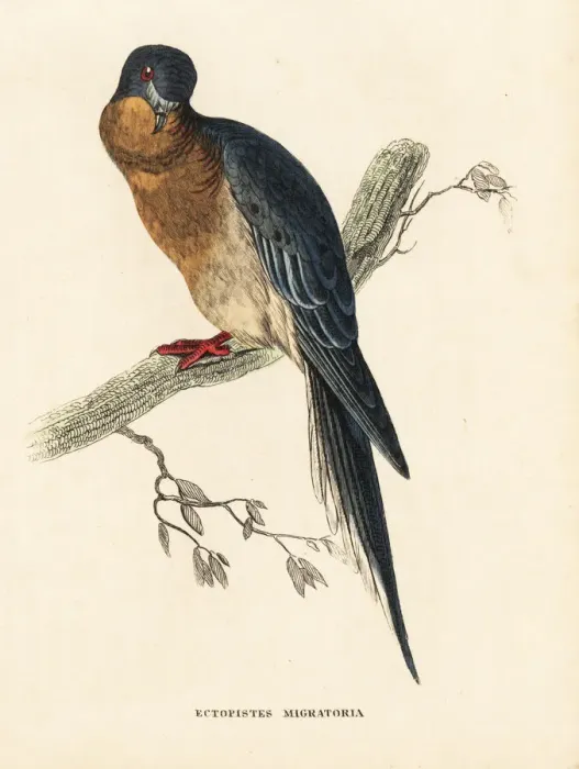 Framed Print : Passenger pigeon, Ectopistes migratorius. Extinct Framed Print : Passenger pigeon, Ectopistes migratorius. Extinct