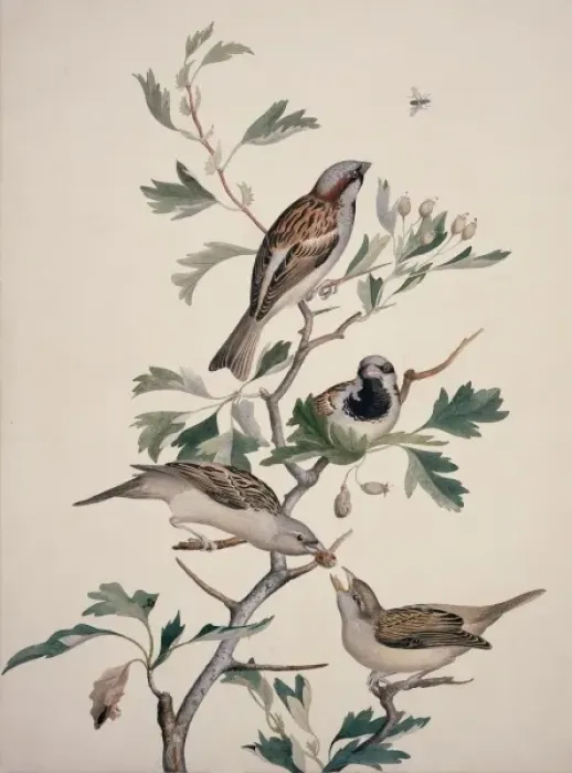 Framed Print : Passer domesticus, house sparrow Framed Print : Passer domesticus, house sparrow