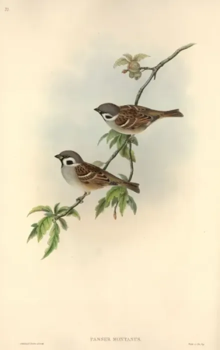 Framed Print : Passer montanus, Eurasian tree sparrow Framed Print : Passer montanus, Eurasian tree sparrow