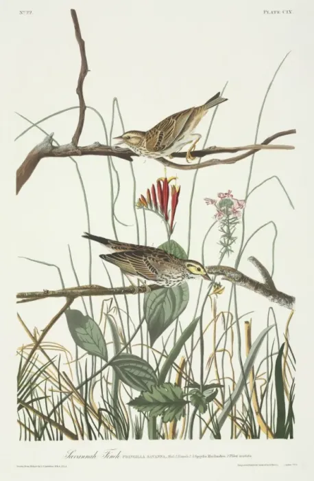 Framed Print : Passerculus sandwichensis, Savannah sparrow Framed Print : Passerculus sandwichensis, Savannah sparrow