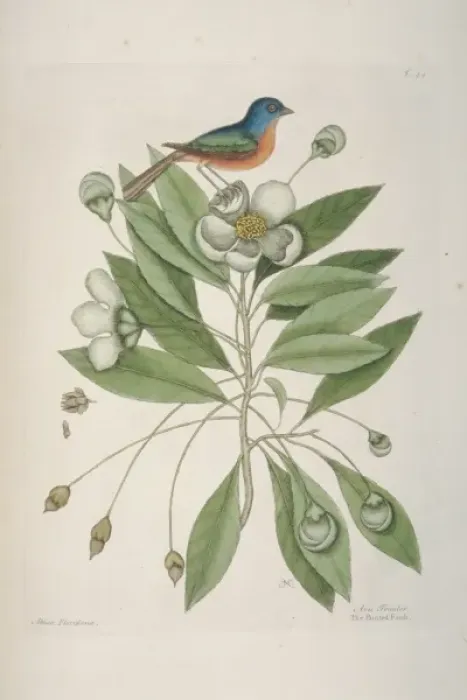 Framed Print : Passerina ciris, painted bunting Framed Print : Passerina ciris, painted bunting