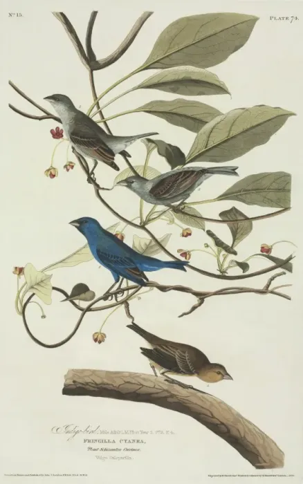 Framed Print : Passerina cyanea, indigo bunting Framed Print : Passerina cyanea, indigo bunting