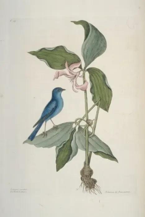 Framed Print : Passerina cyanea, indigo bunting Framed Print : Passerina cyanea, indigo bunting