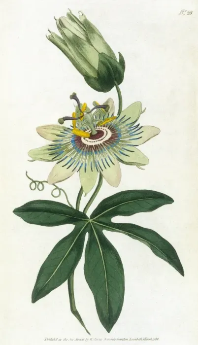 Framed Print : Passiflora Caerulea Framed Print : Passiflora Caerulea