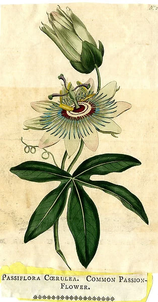 Passiflora Coerulea, Common Passion-Flower