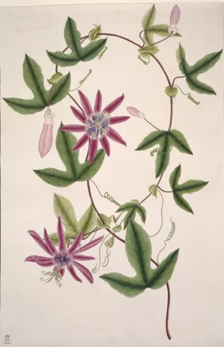 Framed Print : Passiflora kermesina, passionflower Framed Print : Passiflora kermesina, passionflower