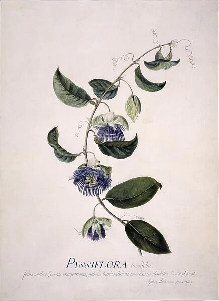 Passiflora laurifolia, passion flower