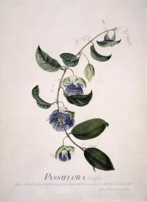 Framed Print : Passiflora laurifolia, passion flower Framed Print : Passiflora laurifolia, passion flower