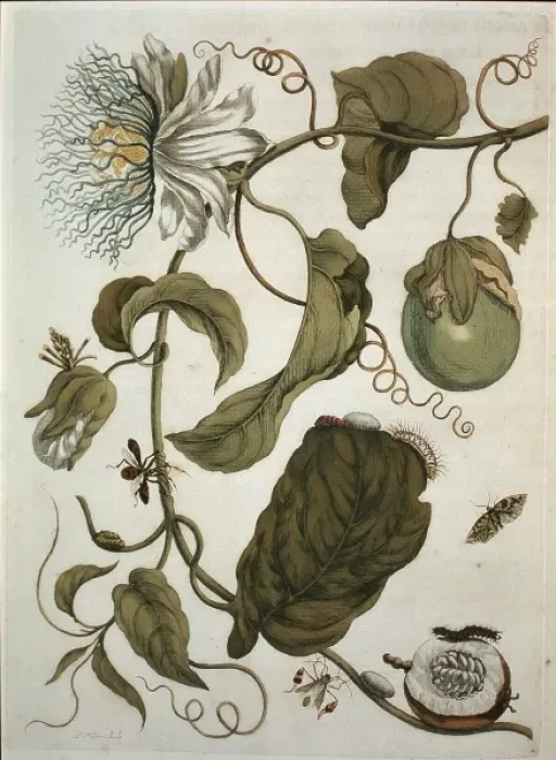 Framed Print : Passiflora laurifolia, water lemon Framed Print : Passiflora laurifolia, water lemon