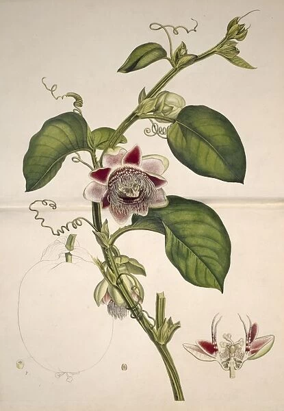 Passiflora quadrangularis, water lemon
