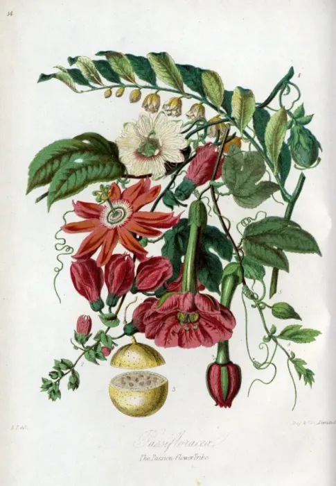 Framed Print : Passifloraceae - Passion-Flower Framed Print : Passifloraceae - Passion-Flower