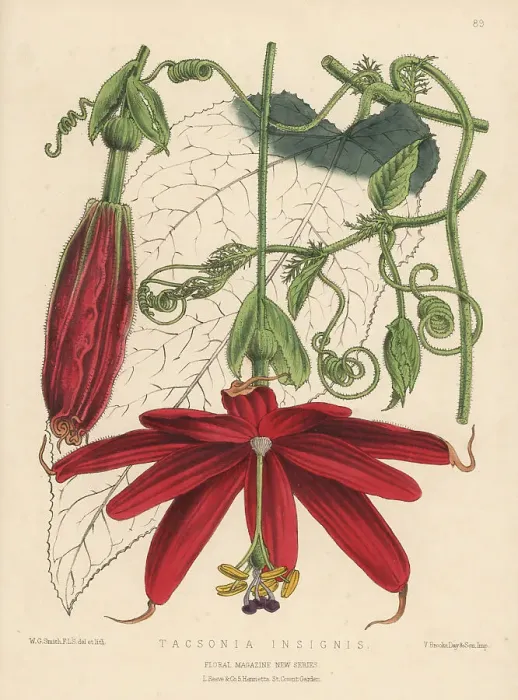 Framed Print : Passion flower, Passiflora insignis Framed Print : Passion flower, Passiflora insignis