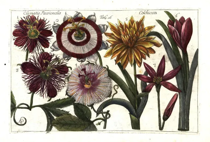 Framed Print : Passion fruit or granadilla and meadow saffron Framed Print : Passion fruit or granadilla and meadow saffron