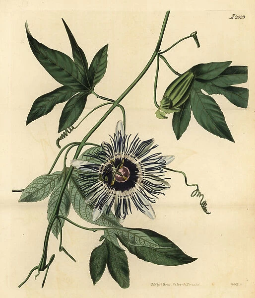 Passionflower, Passiflora filamentosa