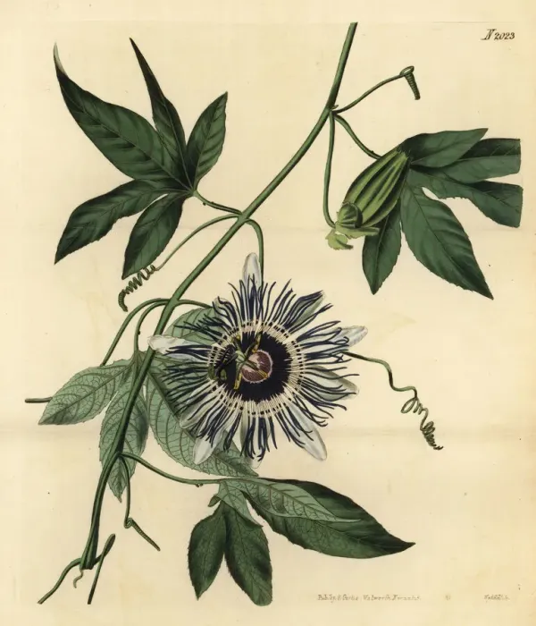 Framed Print : Passionflower, Passiflora filamentosa Framed Print : Passionflower, Passiflora filamentosa