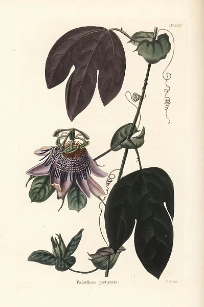 Passionflower, Passiflora picturata
